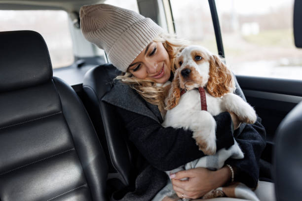 Transport Pet Taxi pentru animale